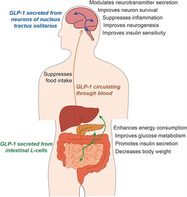 Alleviation of Depression by Glucagon-Like Peptide 1 Through the Regulation of Neuroinflammation, Neurotransmitters, Neurogenesis, and Synaptic Function